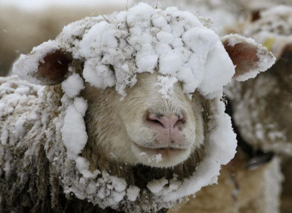 Goat with its head covered in snow